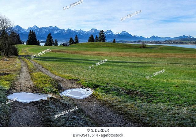meadows with hoarfrost, lake Forggensee and Tannheim Mountains in background, Germany, Bavaria, Oberbayern, Upper Bavaria, Ostallgaeu