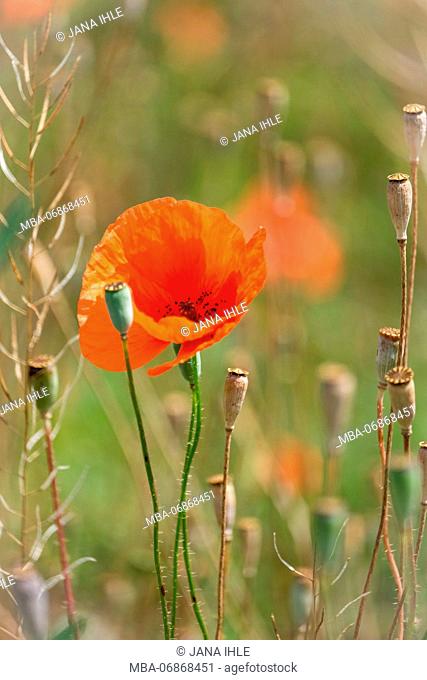 Close-up, red poppy flower and poppy seed capsules in a field, blurred background