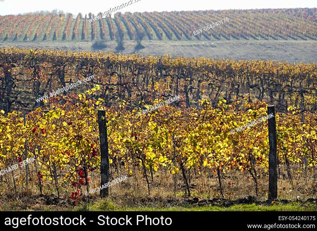 vineyard near the city Eger, northern Hungary
