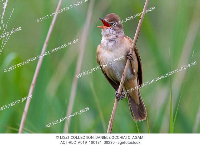 Great Reed Warbler singing in reed, Great Reed Warbler, Acrocephalus arundinaceus