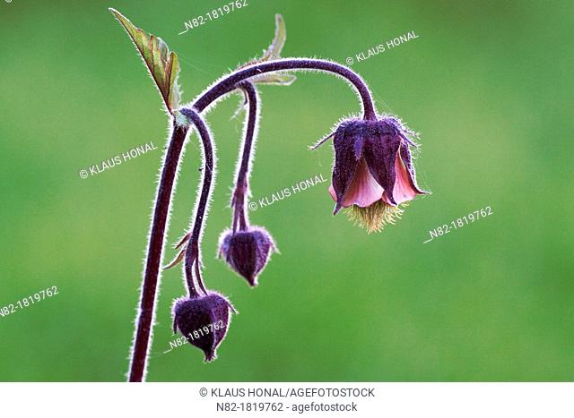 Close-up of the nodding flowers of Water avens Geum rivale growing on a small brook in spring - Bavaria/Germany
