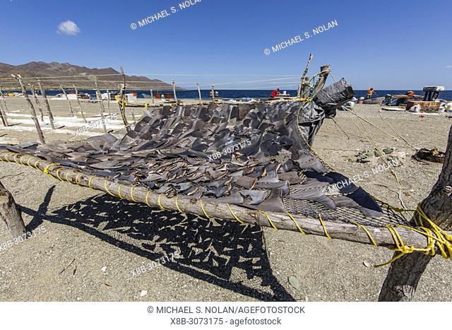 Shark fins drying in the sun from local shark fisherman on Belcher Point, Magdalena Island, BCS, Mexico