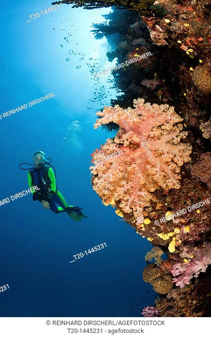 Scuba Diver and Coral Reef, Namena Marine Reserve, Fiji