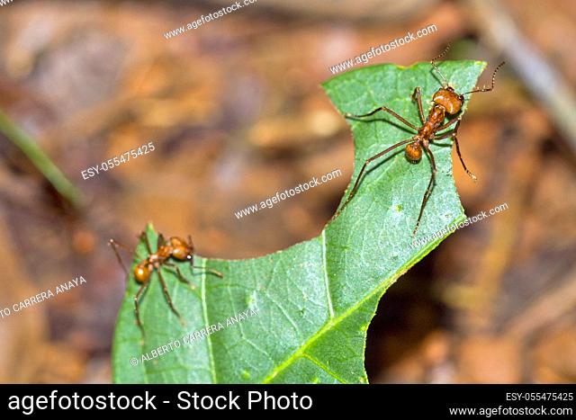Leafcutter Ant, Tropical Rainforest, Marino Ballena National Park, Uvita de Osa, Puntarenas, Costa Rica, Central America, America