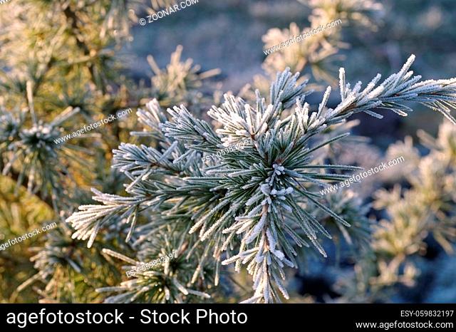 Kiefernzweig mit Raureif im Winter - pine twig with hoarfrost in winter