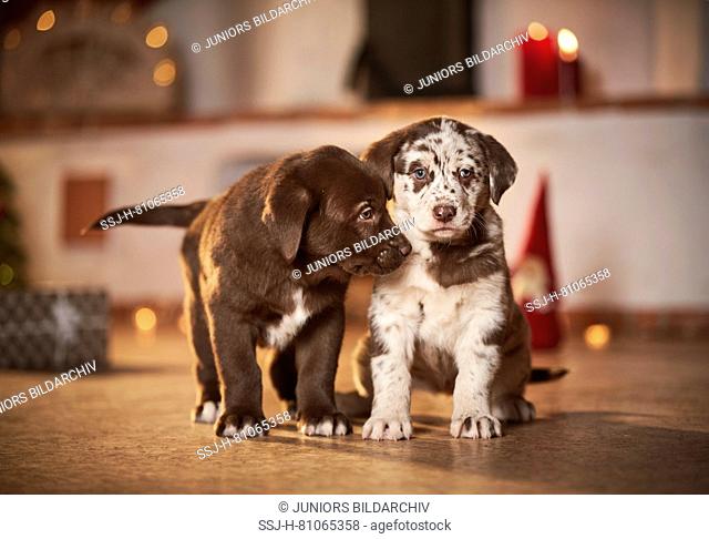 Mixed-breed dog. Two puppies in a room decorated for Christmas. Germany