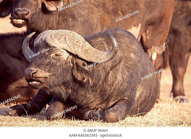 Cape or African Buffalo (Syncerus caffer) male lying down with Yellow-billed Oxpecker (Buphagus africanus) removing parasites from its nostril