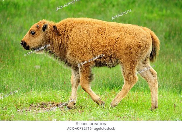 American bison Bison bison Spring calf. Yellowstone National Park, Wyoming, United States of America