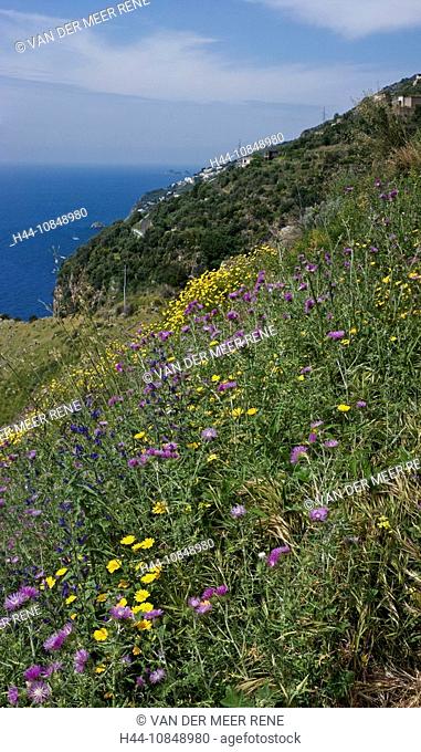 Italy, Europe, Conca dei Marini, Amalfi coast, Spring, Campania region, mountains, flowers, Mediterranean Sea, sea, fl