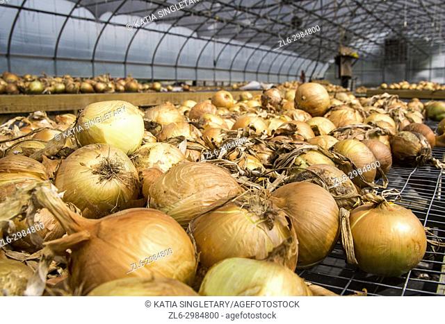 Onions in bulk, red and yellow, laying in an onion farm, in Virginia, Usa