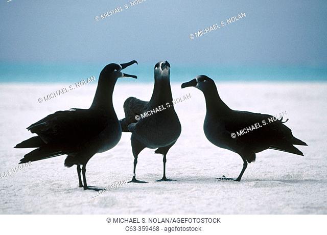 Black-footed Albatross (Diomedea nigripes) dance. Midway Islands, Hawaii, USA