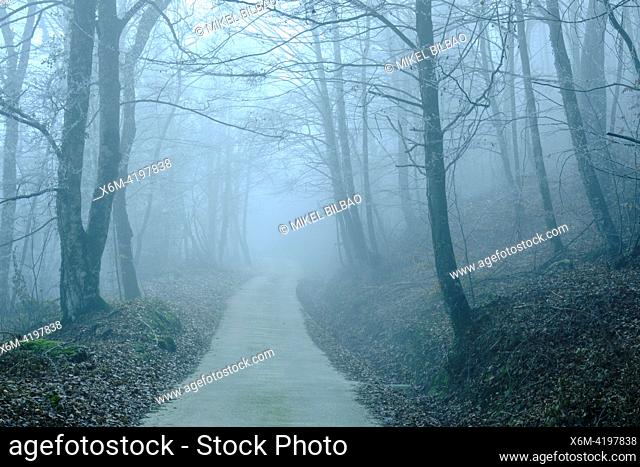 road and beech forest landscape in the fog in winter. Urbasa Natural Park. Navarre, Spain, Europe