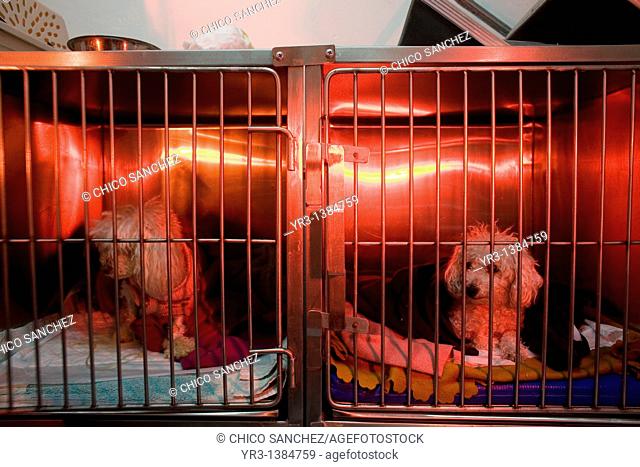Dogs are warmed using a red lamp as he recovers from an illness at a Pet Hospital in Condesa, Mexico City, Mexico, February 4, 2011