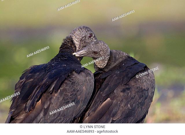Black Vultures (Coragyps atratus) in courtship behavior (mutual grooming and head-touching) along shore of freshwater lake; Sarasota County, Florida, USA (AA)