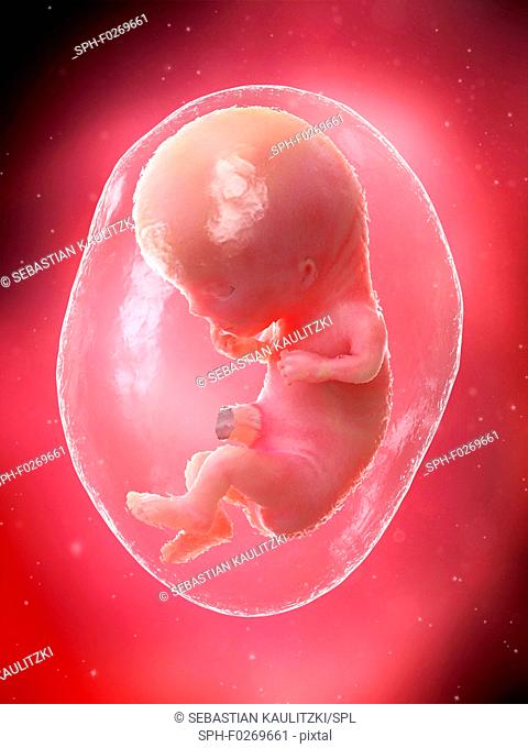 Foetus at week 11, computer illustration