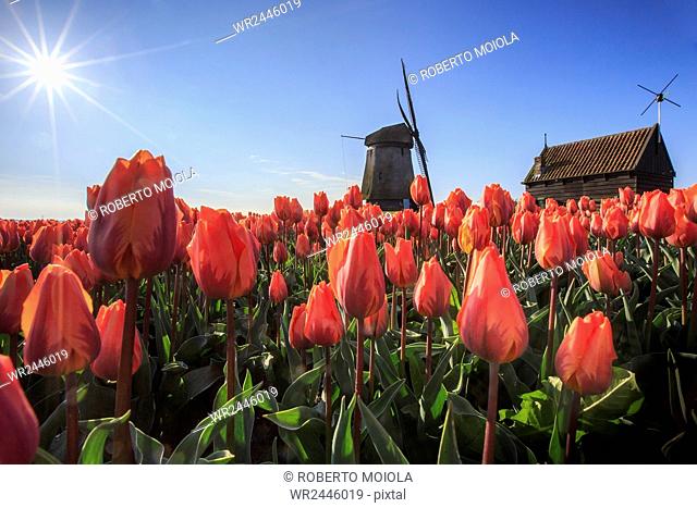 Red tulips in foreground and blue sky frame the windmill in spring, Schermerhorn, Alkmaar, North Holland, Netherlands, Europe