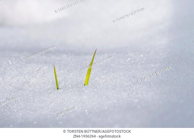 Two Blades of Grass Growing Out of the Snow. Austria