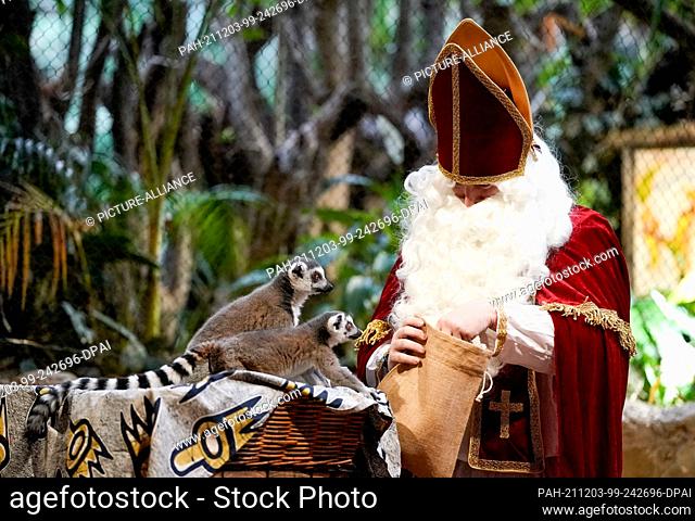 03 December 2021, Hamburg: A Hagenbeck Zoo employee dressed as Santa Claus feeds calicoes (Lemur catta) in their enclosure. Photo: Axel Heimken/dpa