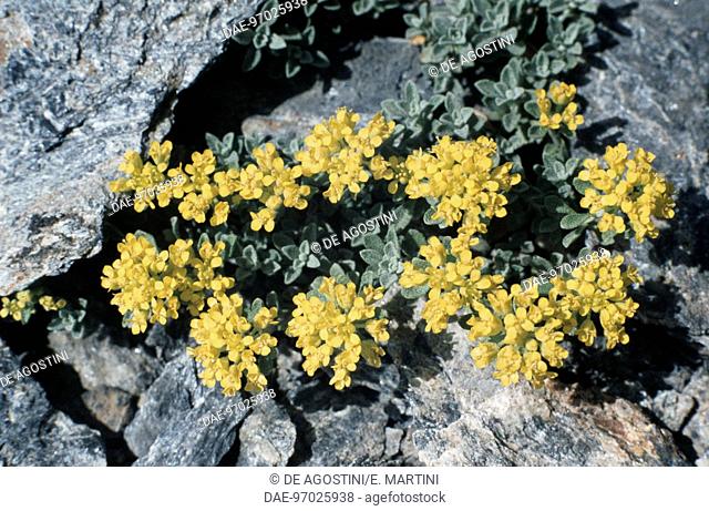 Alyssum alpestre, Brassicaceae