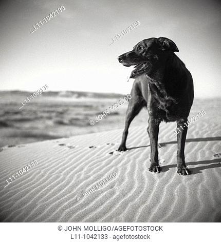 Black Labrador Retreiver dog on Sand Dunes in Early Morning
