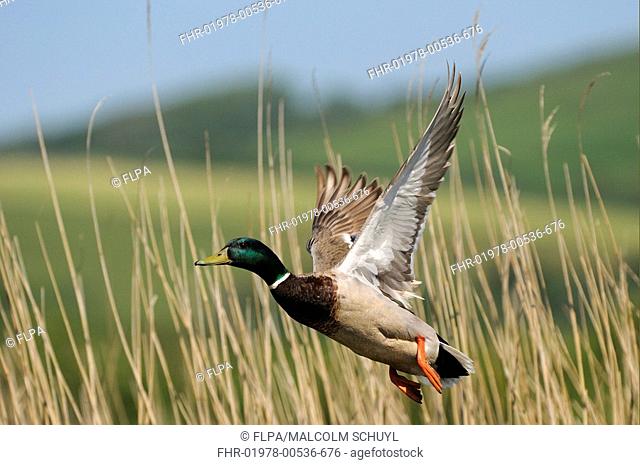 Mallard Duck Anas platyrhynchos adult male, taking off from reedbed, Oxfordshire, England