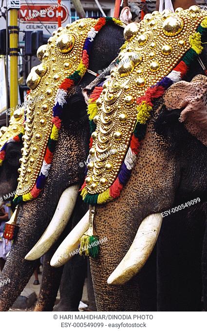 Trichurpooram pooram , elephant march festival , Trichur , Kerala , India