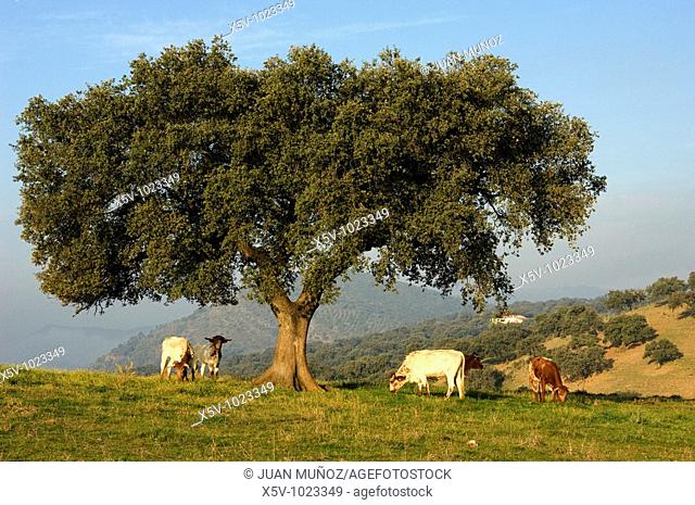 Oak (Quercus ilex). Cows grazing. Badajoz. Extremadura. Spain