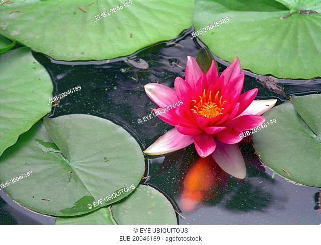 Close up view of pink water lily flower on pond with goldfish swimming underneath