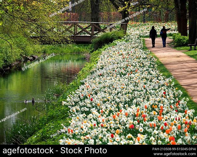 07 May 2021, Brandenburg, Wittstock/Dosse: Two women walk past blooming tulips and daffodils in sunny weather in Friedrich Ebert Park