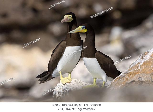 Brown Booby, adult, pair, Raso, Cape Verde (Sula leucogaster)
