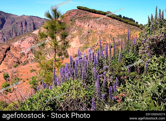 A scenic view of wild flowers on the mountains in Gran Canaria