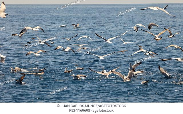 Seagulls, Columbretes Islands, Castellon province, Comunidad Valenciana, Spain