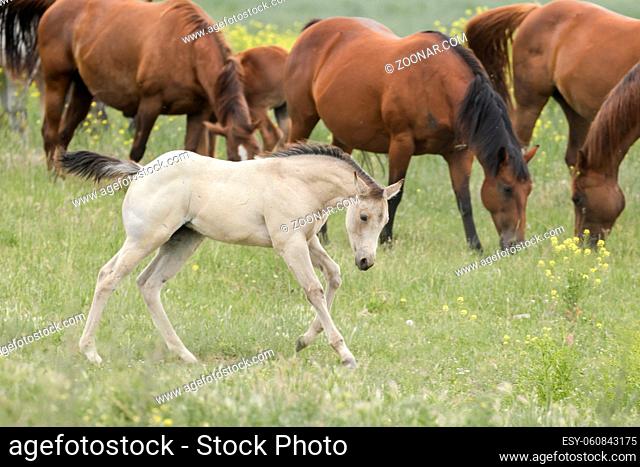 A cute white pony runs around the pasture near Polson, Montana