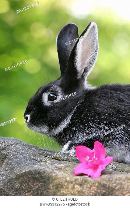 domestic rabbit (Oryctolagus cuniculus f. domestica), black and white bunny sitting on a wall