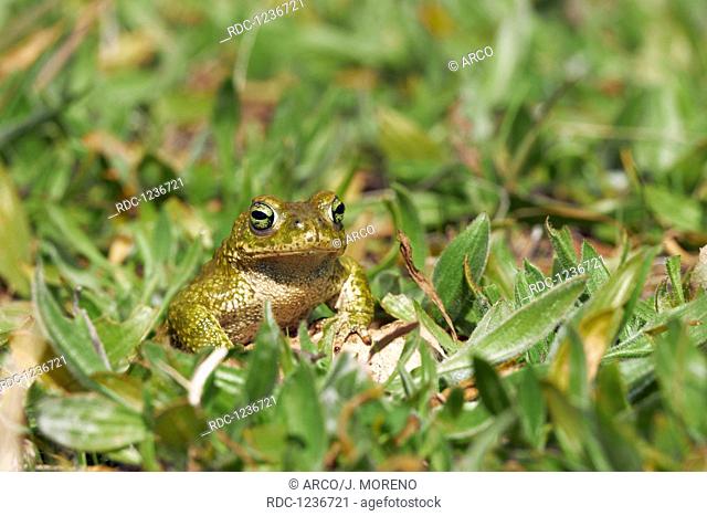 Natterjack Toad, Bufo calamita, Benalmadena, Malaga, Andalusia, Spain