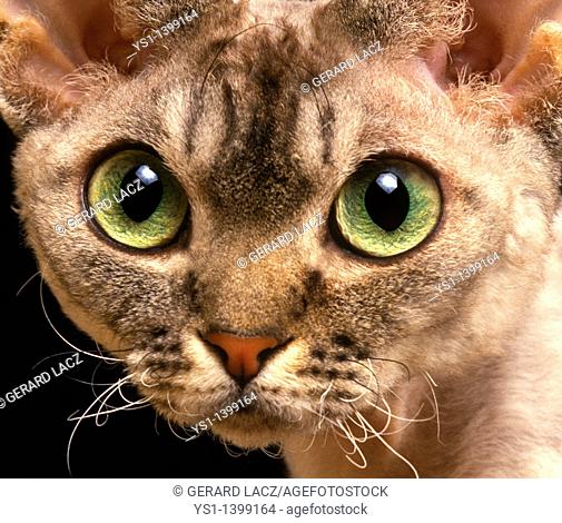 Devon Rex Domestic Cat, Portrait of Adult