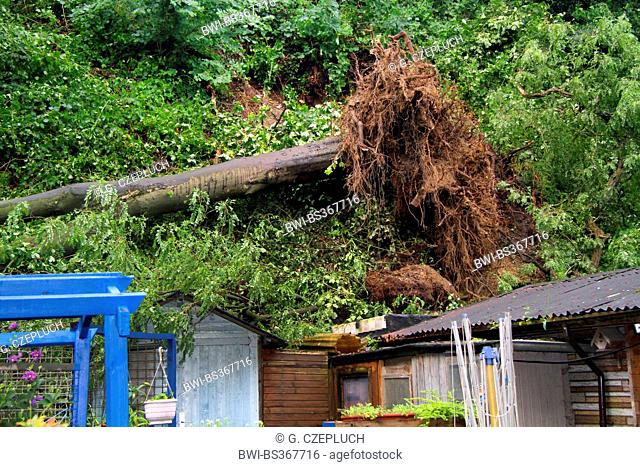 fallen trunk of an sycamore maple demolishing garden huts, storm front Ela at 2014-06-09, Germany, North Rhine-Westphalia, Ruhr Area, Essen