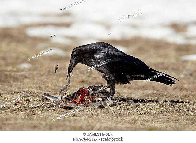 Common raven Corvus corax feeding on a duck, Yellowstone National Park, Wyoming, United States of America, North America