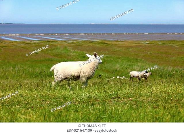 Einige Schafe auf einem Deich am Norddeutschen Wattenmeer