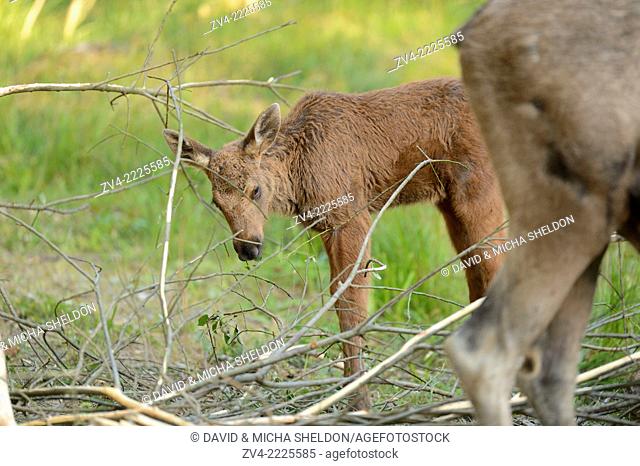 Eurasian elk (Alces alces) mother with her youngster in a forest in early summer