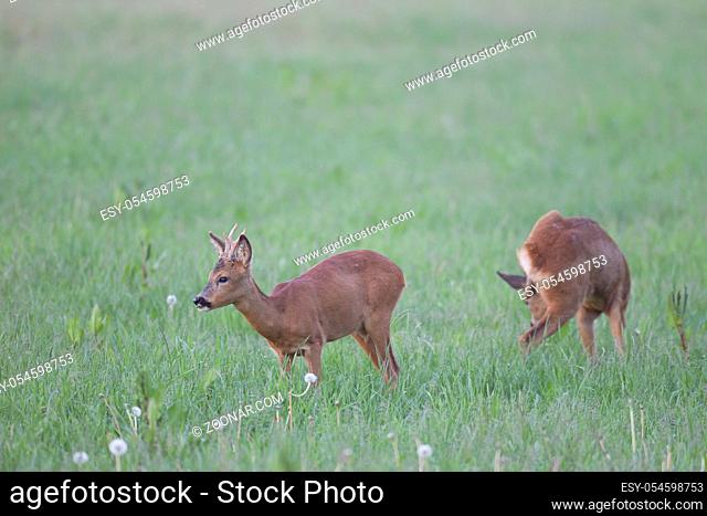Jaehrlinge aesen gemeinsam auf einer Wiese - (Europaeisches Reh - Rehe) / Roe Deer yearlings browse together on a meadow - (European Roe Deer - Western Roe...