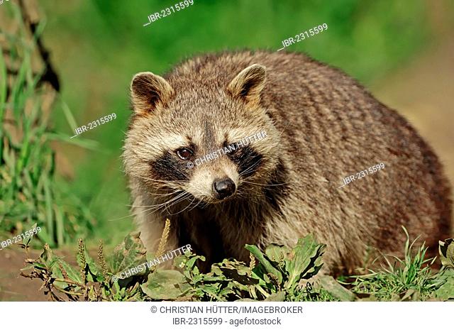 Raccoon (Procyon lotor), found in North America, introduced to Germany, Hesse, Germany, Europe