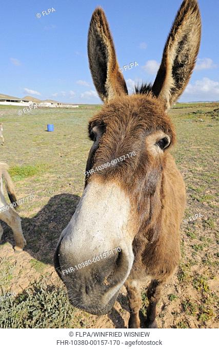 Donkey, adult, close-up of head, Lanzarote, Canary Islands