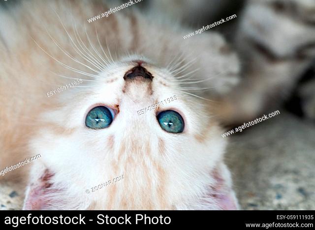 Small adorable kitten with blue eyes outdoor