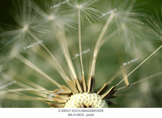 Dandelion (Taraxacum officinale) seeds, Dandelion clock, detail shot