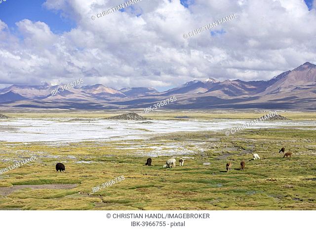 Llamas (Lama glama) in front of mountains, Putre, Arica y Parinacota Region, Chile