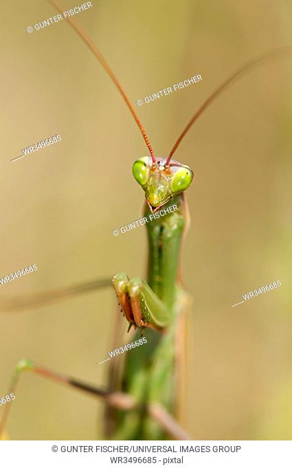 European mantis, Praying mantis, Mantis religiosa, Calcareous grassland, Haut-Rhin, France