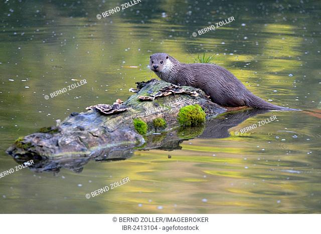 Otter (Lutra lutra), resting on a tree trunk, Sihl forest, Switzerland, Europe