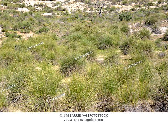 Esparto (Stipa tenacissima) is a perennial herb endemic to South Iberian Peninsula and north Africa. Produces a fiber used to manufacture basketry and cords