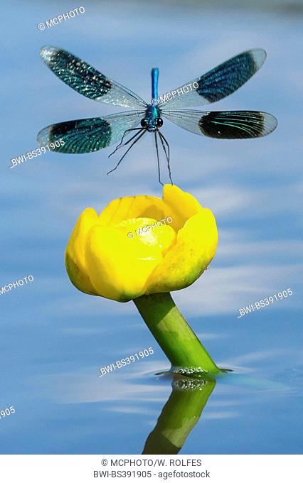 banded blackwings, banded agrion, banded demoiselle (Calopteryx splendens, Agrion splendens), on water lily, Nuphar lutea, Germany, Lower Saxony